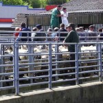 Market day Newcastle Emlyn