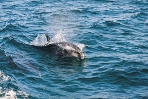Bottle-nosed Dolphin