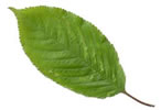 Cherry Leaf