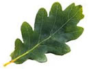 Oak Leaf