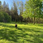 Private Woodland Walk