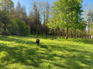 Private Woodland Walk