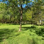 Private Woodland Walk