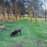 Private Woodland Walk