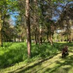 Private Woodland Walk
