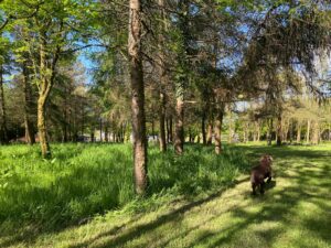 Private Woodland Walk