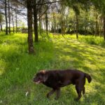 Private Woodland Walk