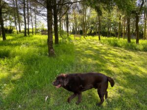 Private Woodland Walk
