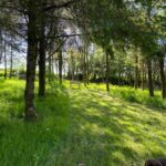 Private Woodland Walk